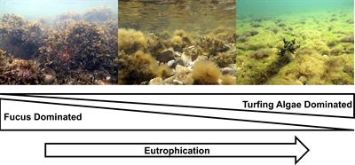 Shifts in macroalgae composition alters carbon flow in Coastal Baltic Sea ecosystems: implications for dissolved organic carbon bioavailability and flux